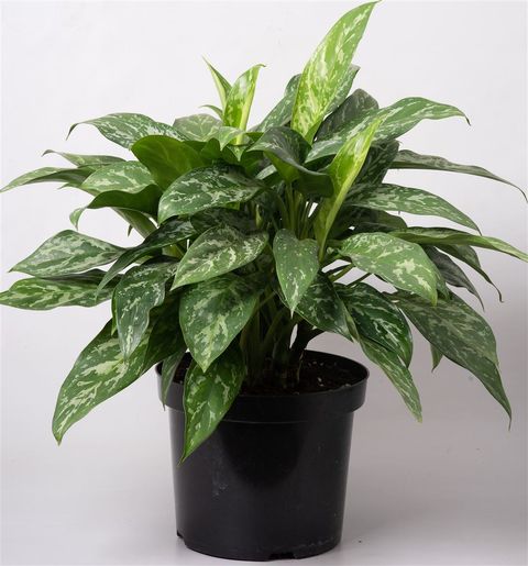 Aglaonema 'Green Lady'