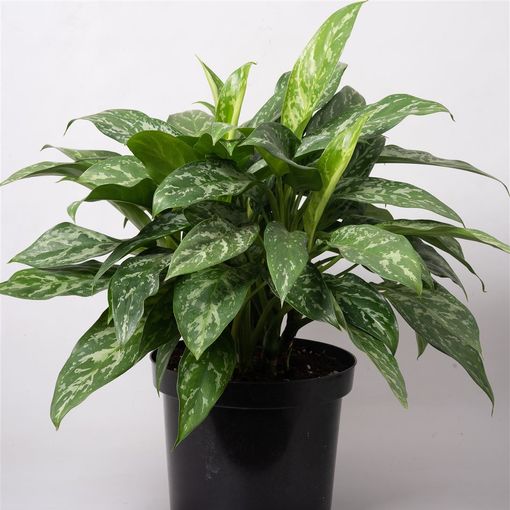 Aglaonema 'Green Lady'