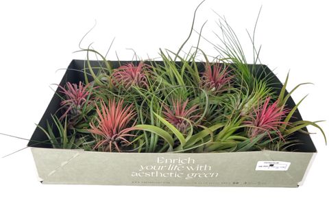 Tillandsia MIX