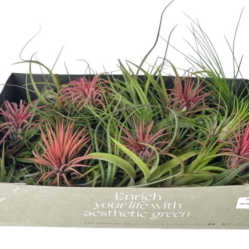 Tillandsia MIX