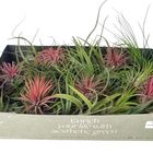 Tillandsia MIX