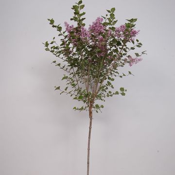 Syringa meyeri 'Palibin'