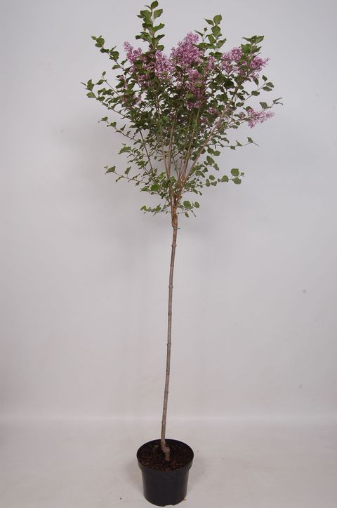 Syringa meyeri 'Palibin'