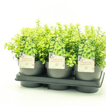 Pittosporum tenuifolium 'Golf Ball'