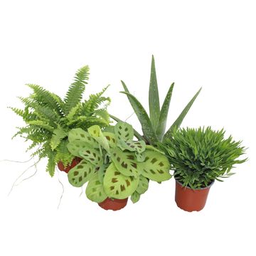 Inneplanter MIX