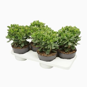 Crassula ovata 'Minova Magic'