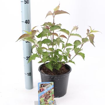 Leycesteria formosa 'Purple Rain'