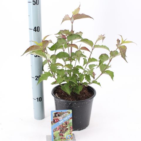 Leycesteria formosa 'Purple Rain'