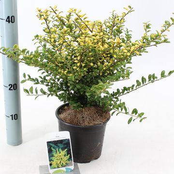 Ilex crenata 'Convexed Gold'