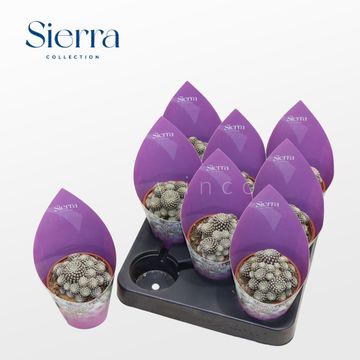 Sulcorebutia heliosoides