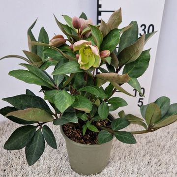 Helleborus x ericsmithii VIV VALERIA