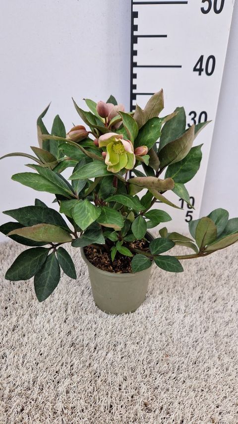 Helleborus x ericsmithii VIV VALERIA