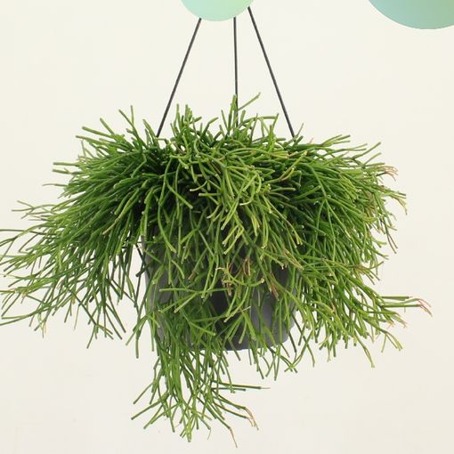 Rhipsalis clavata