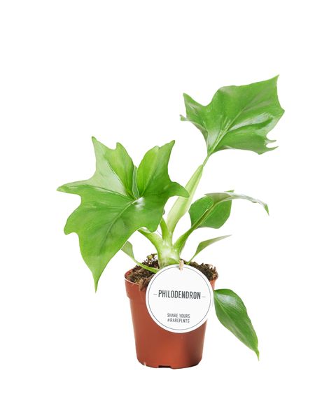 Philodendron warszewiczii