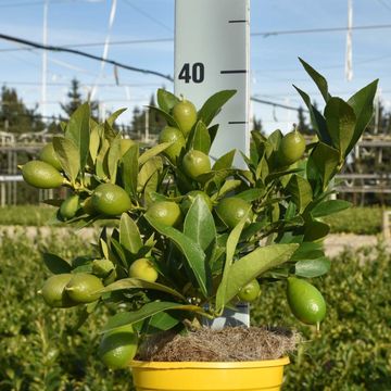 Citrus x floridana 'Livia'