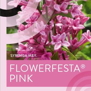Syringa meyeri FLOWERFESTA PINK