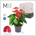 Anthurium KARMA RED