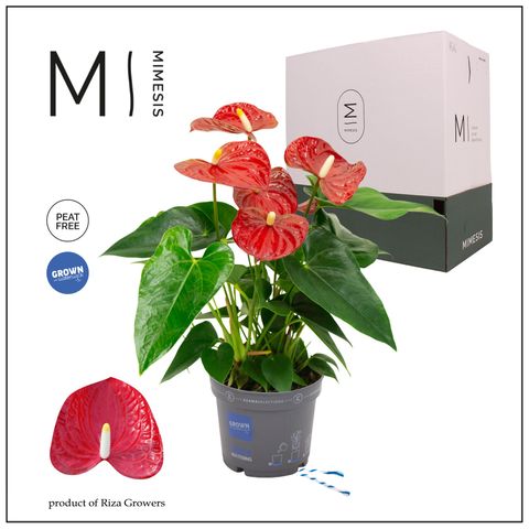 Anthurium KARMA RED