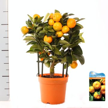 x Citrofortunella microcarpa