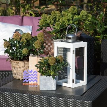 Skimmia japonica 'Fragrant Cloud'