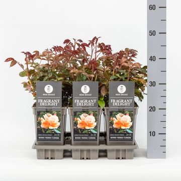 Rosa 'Fragrant Delight'