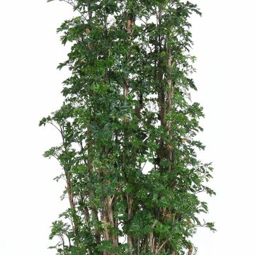 Polyscias 'Roble'