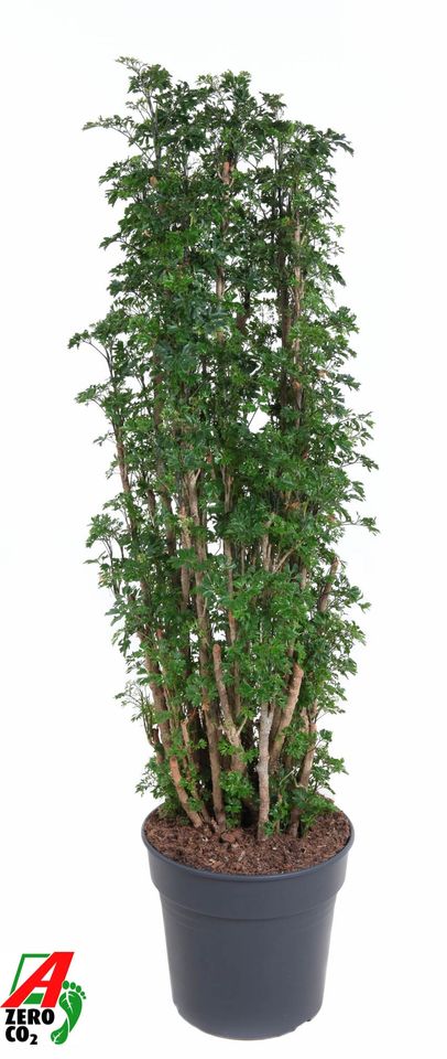 Polyscias 'Roble'