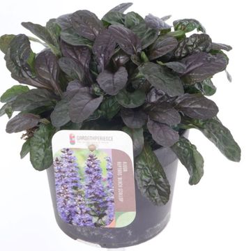 Ajuga reptans MIDNIGHT MYSTERY