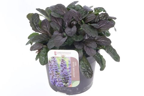 Ajuga reptans MIDNIGHT MYSTERY