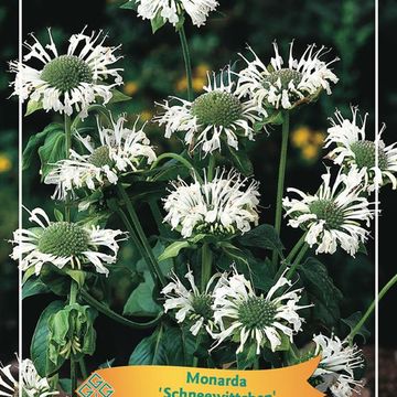 Monarda 'Schneewittchen'