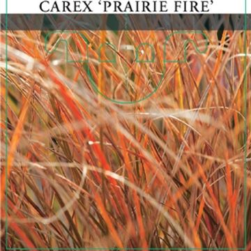 Carex testacea PRAIRIE FIRE COLORGRASS