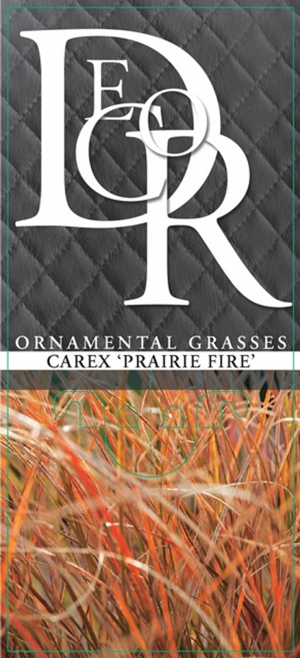 Carex testacea PRAIRIE FIRE COLORGRASS