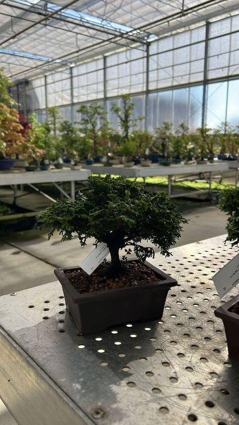 Chamaecyparis obtusa