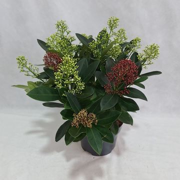 Skimmia japonica MIX IN POT