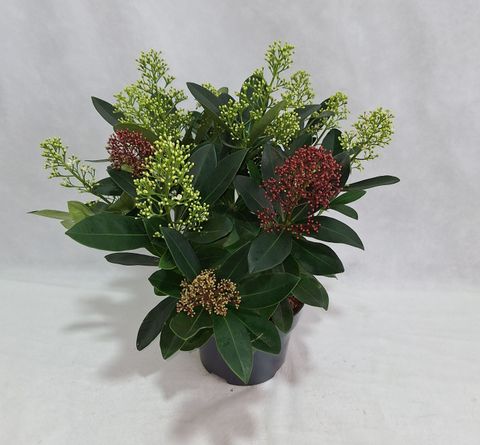 Skimmia japonica MIX IN POT