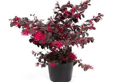 Loropetalum chinense