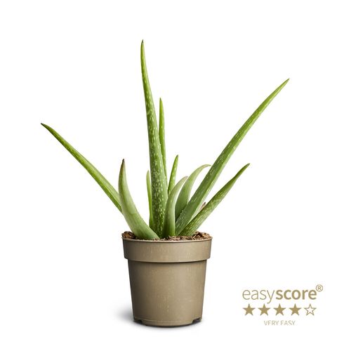 Aloe vera