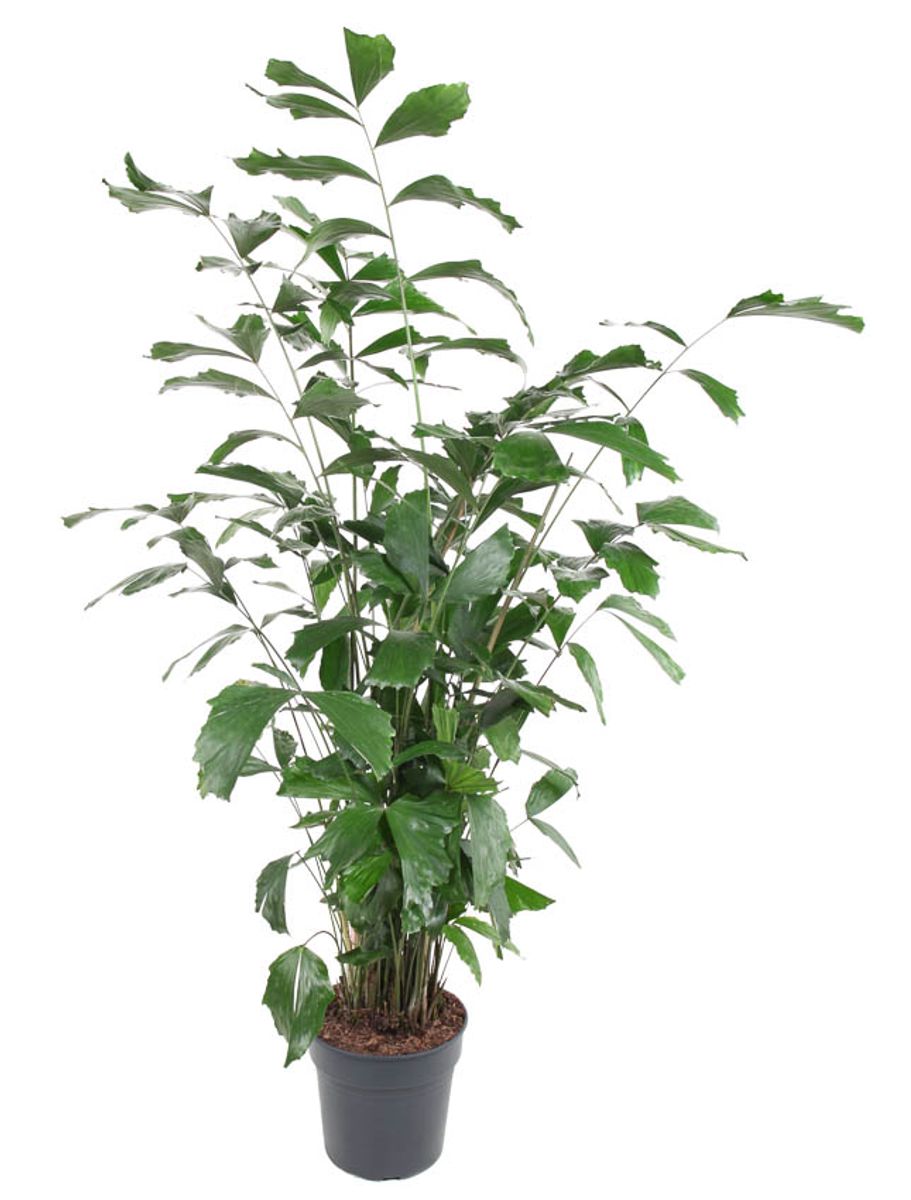 Caryota mitis — Plant Wholesale FlorAccess