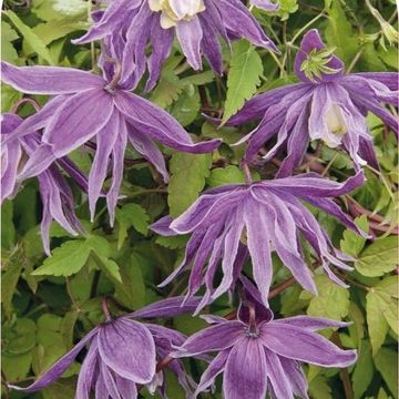 Clematis macropetala (A)