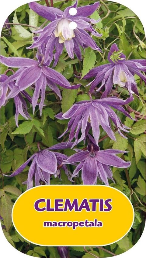 Clematis macropetala (A)