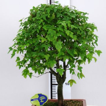 Acer buergerianum