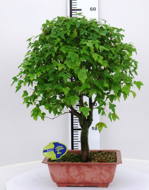 Acer buergerianum