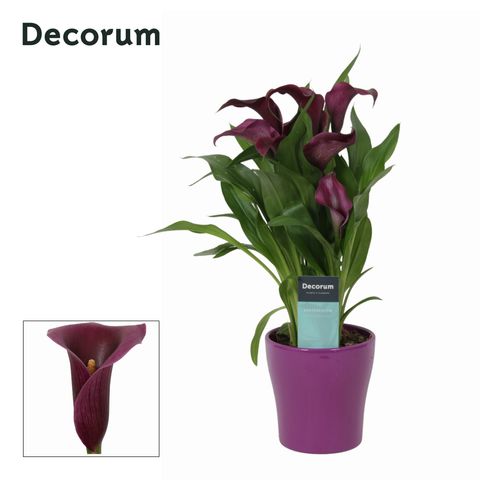 Zantedeschia 'Paco'