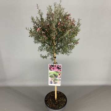 Leptospermum scoparium ROSA