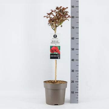 Rosa ROUGE MEILOVE