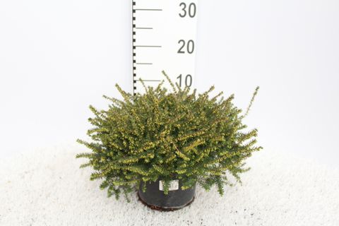 Erica x darleyensis 'Kramer's Rote'