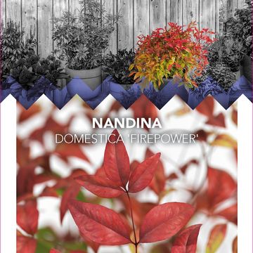 Nandina domestica 'Fire Power'