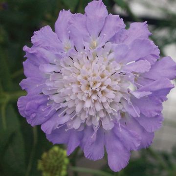 Scabiosa columbaria 'Mariposa Blue'