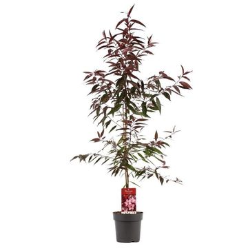 Prunus persica 'Rubira'