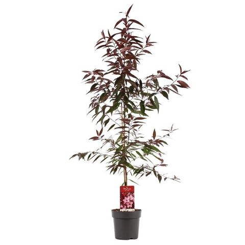 Prunus persica 'Rubira'